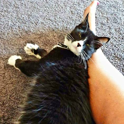 Black and white rescue cat snuggling next to a house sitter's foot